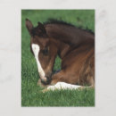 Search for warmblood Equestrian