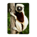 Recherche de madagascar Animal