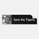 Search for tiger bumper stickers Big cats
