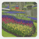 Search for lisse stickers Dutch