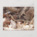 Recherche de serpent vert cartes postales Couleuvre