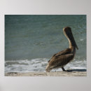 Search for pelican posters Nature
