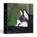 Search for husky folders Huskies