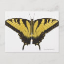 Recherche de occidentales cartes postales Faune