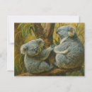 Search for koala postcards Australian wildlife