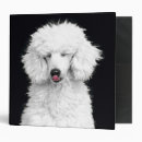Search for poodle binders Pet
