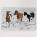 Search for icelandic horse Farm