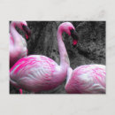 Search for flamingo postcards Beach