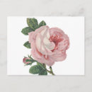 Recherche de amour vintage cartes postales Rose
