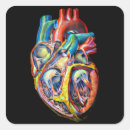 Search for human body organs Physiology