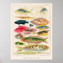 Recherche de great barrier reef posters Fish