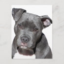 Search for american pit postcards Bull