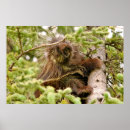 Recherche de porc épic posters Porcupine