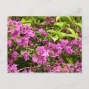 Recherche de bougainville cartes postales Fleurs