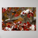 Recherche de oiseaux colorés posters Couleur