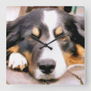 Search for border collie clocks Dogs