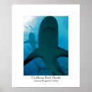 Search for ocean waves posters Dolphins