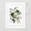 Recherche de grenouille vintage cartes postales Illustration