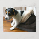 Search for jack russell puppies postcards Dog