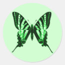 Search for papilio stickers Insect