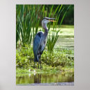 Search for great blue heron posters Herons