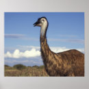 Search for emu posters Animal