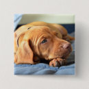 Search for animal collar buttons Pet