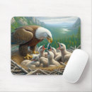Search for eaglets Wildlife