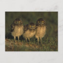 Search for burrowing postcards Fauna