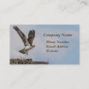 Recherche de oiseau de proie cartes visite Animal