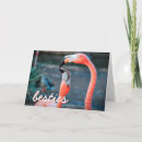 Search for flamingo cards Bird
