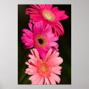 Search for gerbera posters Floral