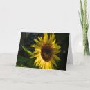 Search for blank sunflower cards Photography