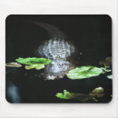 Search for gators electronics Animal