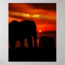 Search for safari sunset posters Elephant