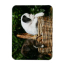 Recherche de de boxeur magnets Chiot