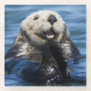Recherche de loutre dessous de verres Océan