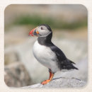 Search for puffin coasters Seabird