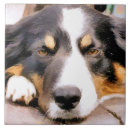 Recherche de chien moutons carreaux Chien de mouton