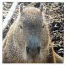 Search for south america tiles Cute