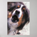 Search for border collie posters Pets