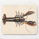 Recherche de mollusques et crustacés tapis souris Nourriture