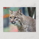 Search for rufus postcards Cat