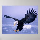 Search for eagle feather art Wildlife