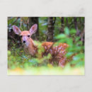 Recherche de faons cartes postales Nature