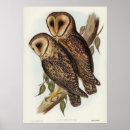 Search for vintage owl illustration art Nature