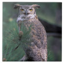 Recherche de chouette carreaux Rapaces