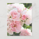 Recherche de rosas cartes postales Pour elle