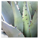 Search for agave tiles Plant