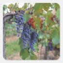 Search for grape leaves stickers Vineyard